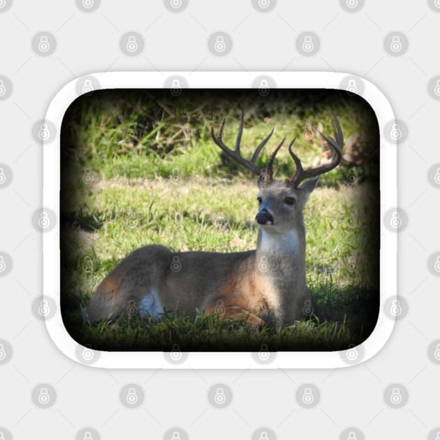 White-tailed Deer Sticker by Paul Prints